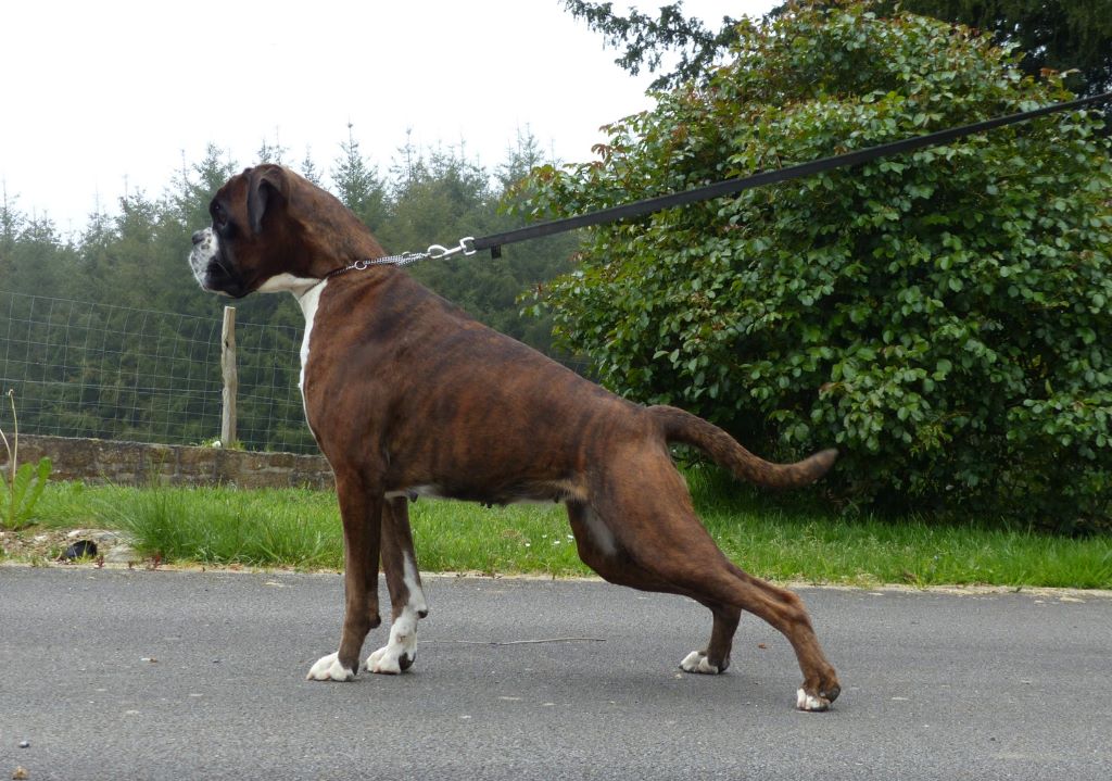 Lizou de kerdreoue izella