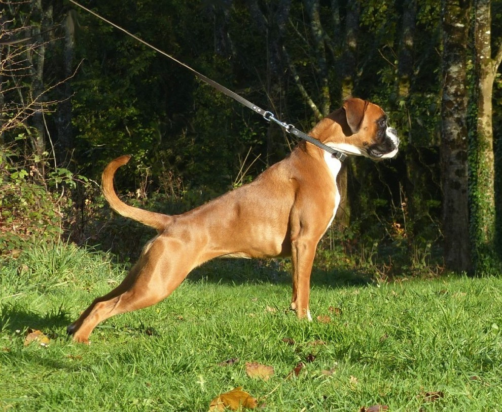 Voutig De l'Ecume De Nacre