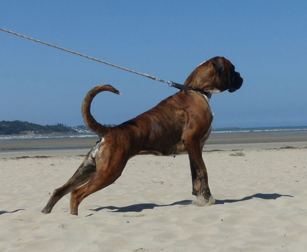 Viksenn Des Fidèles Compagnons d'Uxen