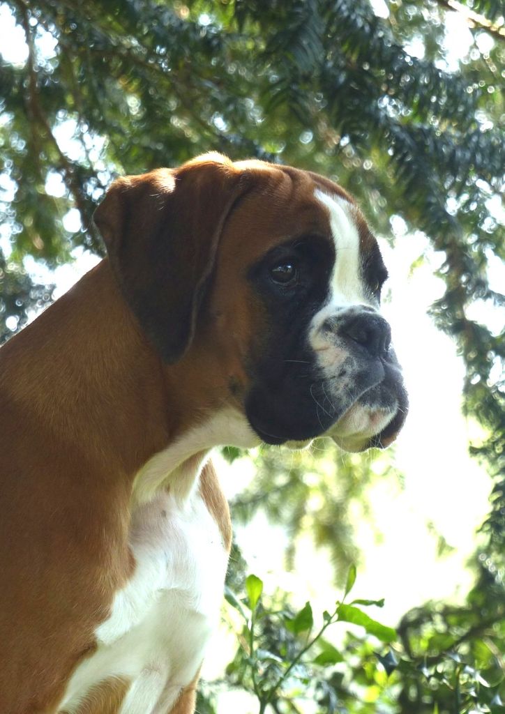 Voutig De l'Ecume De Nacre