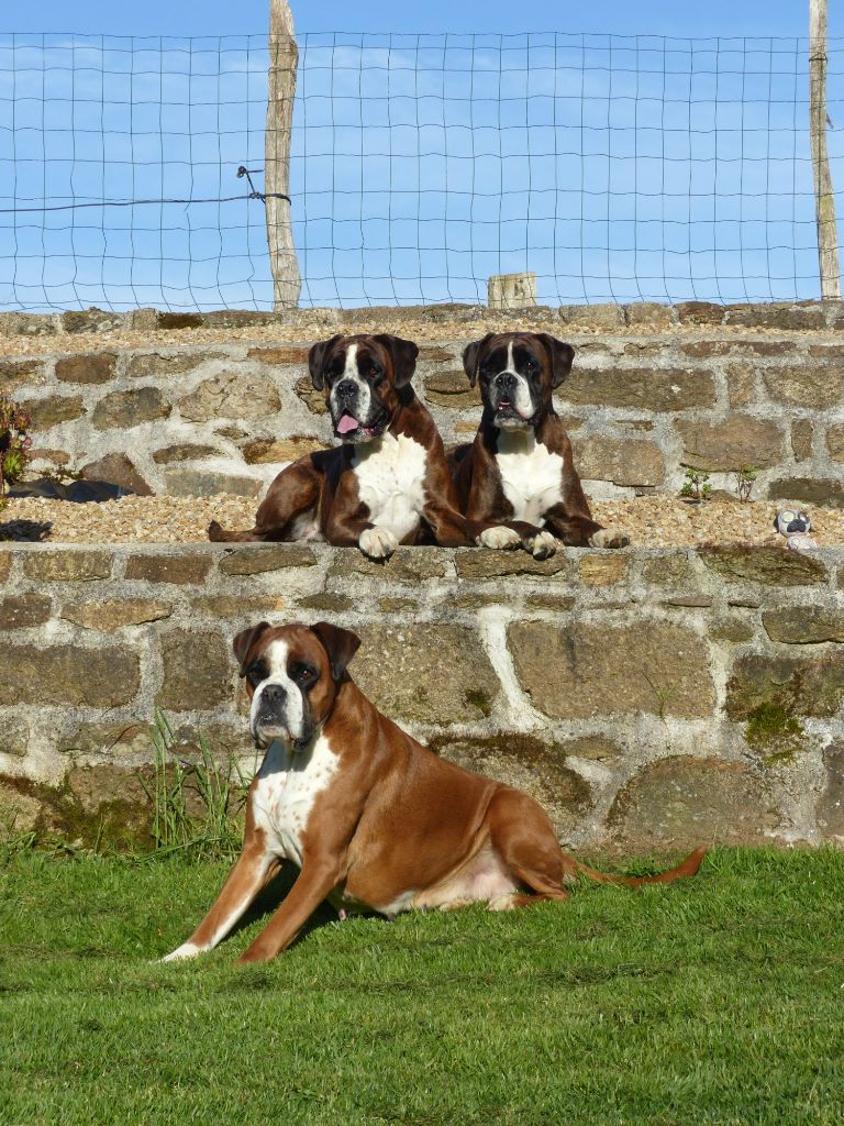 Photos des chiens