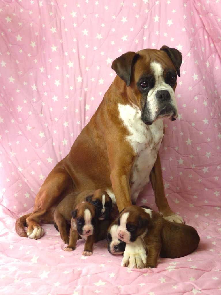 Chiot Boxer de kerdreoue izella